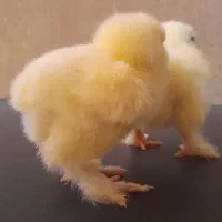 جوجه گلین، برهما لایت و ویاندوت|حیوانات مزرعه|خمینی‌شهر, |دیوار