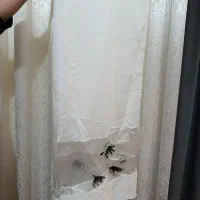 شال در حد نو|لباس|تاکستان, |دیوار