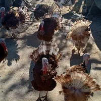 بوقلمون|حیوانات مزرعه|بوکان, |دیوار