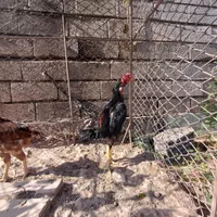 طاووس