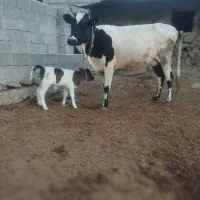 گاو هلشتاین|حیوانات مزرعه|انگوت, |دیوار