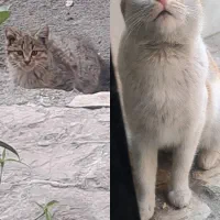 پیشی های زیبا