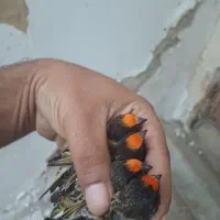 گل بسر
