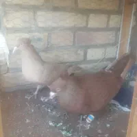 کبوتر رنگی|پرنده|سوسنگرد, |دیوار