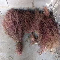 جارو