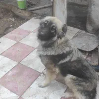 سگ سرابی،توله سرابی،ذات قدیم، درشت،10ماهه