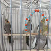 جوجه عروس هلندی|پرنده|کرج, کارخانه قند|دیوار