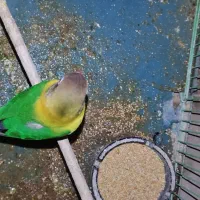 طوطی برزیلی|پرنده|ریز, |دیوار