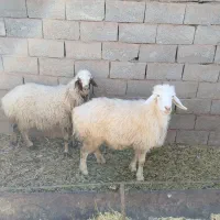 میش کاور چاق تبری|حیوانات مزرعه|کرمان, |دیوار