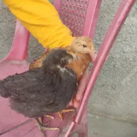 دوعدد جوجه سالم روستایی