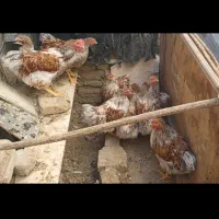 جوجه خروس و مرغ ویاندوت|حیوانات مزرعه|کنگاور, |دیوار