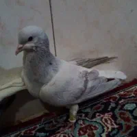 کبوتر نروماده