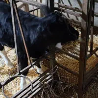 گاو شیری|حیوانات مزرعه|بلبان آباد, |دیوار