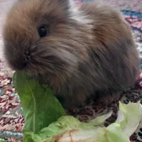 ۳عدد خرگوش لپ