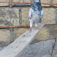 کبوتر سرور و سبز|پرنده|همدان, |دیوار