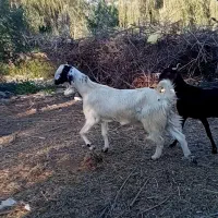 بزهندی و گیسه نجدی دوماهونیم ابستن