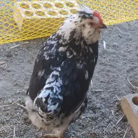 مرغ گلین با نیمچه گلین فروشی