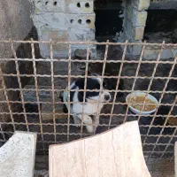 سگ پاکوتاه|سگ|مشهد, پورسینا|دیوار