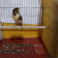 قناری ابلغ|پرنده|شیراز, کوشک میدان|دیوار