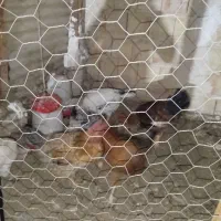 مرغ وخروس|حیوانات مزرعه|محمدیه-قزوین, |دیوار