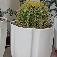 کاکتوس با گلدان