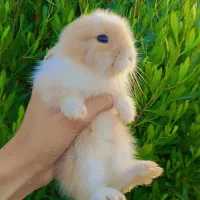 بچه خرگوش|موش و خرگوش|سراوان, |دیوار