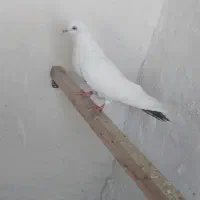 کبوتر دمبی قهوه ای ماده