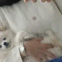 سگ پامرانین نر ۳ماهه