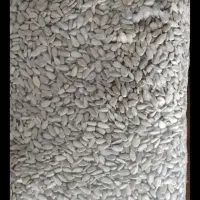 مژده مژده مغز خام و تازه آفتاب گردون شارژشد|خوردنی و آشامیدنی|سبزوار, قاضی زاد|دیوار