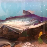 ماهی پنگوسی گیاه خوار|ماهی|اصفهان, همدانیان|دیوار