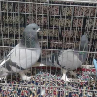 کبوتر