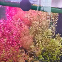 گیاه هرس|ماهی|شیراز, حافظیه|دیوار