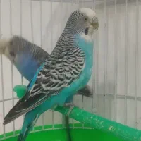 جفت مرغ عشق (خاص)