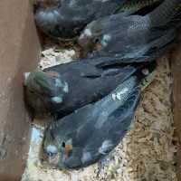 عروس هلندی