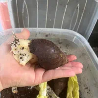 حلزون آچاتینا سایز بزرگ