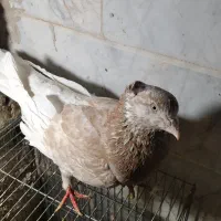 کفتر یا کبوتر