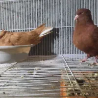 جفت زرد سرخ دم سفید روی جوجه|پرنده|گلبهار, نوبهار|دیوار