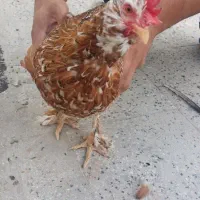 مرغ تخم گذار