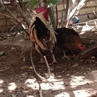 دو عدد مرغ عربی درجه یک اصل عرب