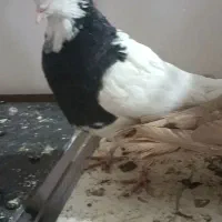 تسبیح کاردست کفتر کبوتر ساده خال|کلکسیون اشیاء عتیقه|تربتحیدریه, شهرک ولیعصر|دیوار