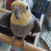 عروس هلندی سخنگو نر