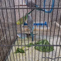 چند عدد جوجه مرغ عشق|پرنده|تهران, مجیدآباد|دیوار