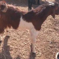 کهر نر|حیوانات مزرعه|زهک, |دیوار