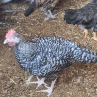 نیمچه مرغ خروس محلی گلپایگانی جهادی ۴و۵ ماهه