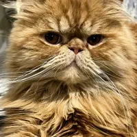 گربه گارفیلدی پرشین سوپر فلت همه چیز فهم باهوش|گربه|تبریز, |دیوار