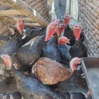 ده،عددبوقلمون،نرروستای|حیوانات مزرعه|خسروشاه, |دیوار