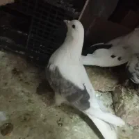 کبوتر یک کت