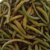 باقالی محلی