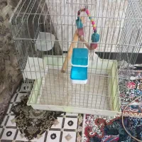 قفس بزرگ
