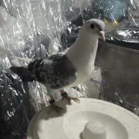 کبوتر|پرنده|مشهد, تلگرد|دیوار